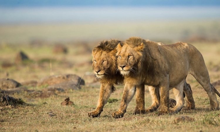 10 Days Kenya and Rwanda Tour