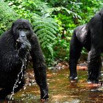 3 Days Bwindi Gorilla Tracking