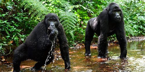 Gorilla trekking in Rwanda Volcanoes National Park