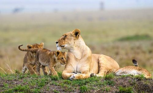 Lion pride during a Masai Mara vs Serengeti safari