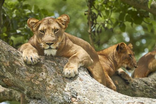 Uganda wildlife safari packages in Queen Elizabeth National Park