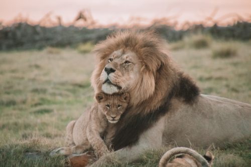 Uganda safari prices game drive in Queen Elizabeth National Park