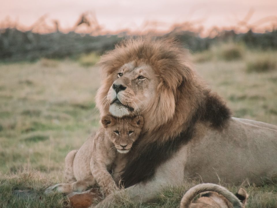 Uganda safari prices game drive in Queen Elizabeth National Park