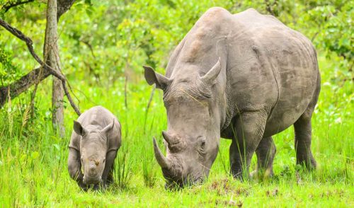 Kibale National Park rainforest with towering trees and lush green vegetation