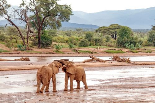 East Africa safari across Uganda Kenya Tanzania and Rwanda
