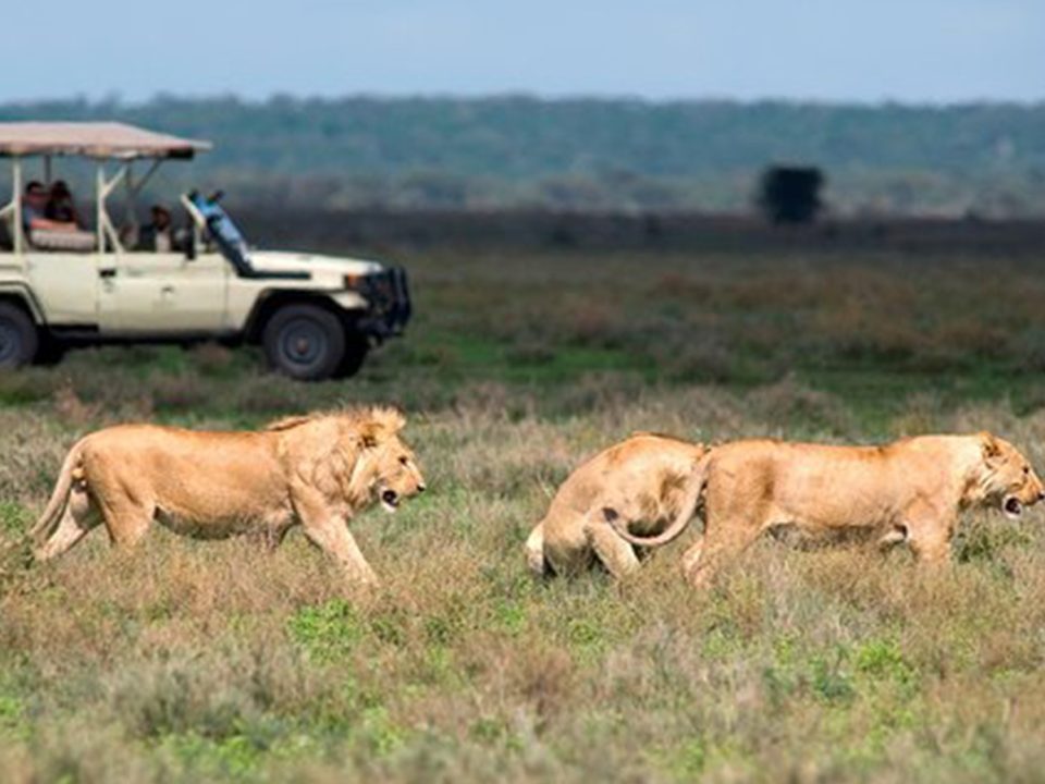Our safari cars
