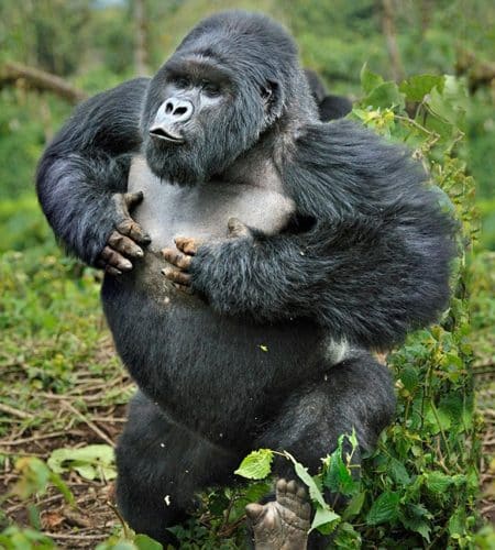 Murchison Falls National Park budget safari