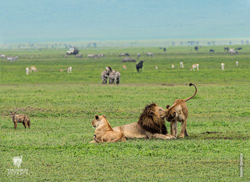 best national parks in Uganda safari vehicle during a wildlife game drive