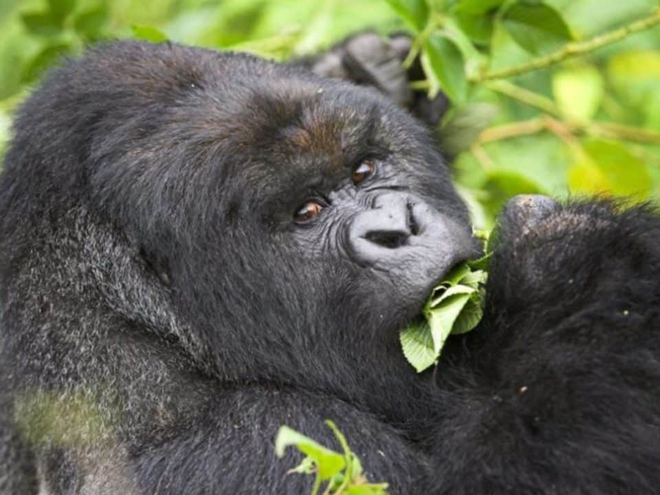 family Uganda safari packages near Bwindi with mountain gorilla trekking