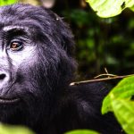 Comfortable lodge near Volcanoes National Park for a Rwanda gorilla safari