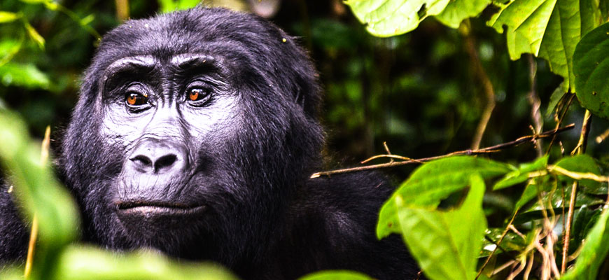 Comfortable lodge near Volcanoes National Park for a Rwanda gorilla safari