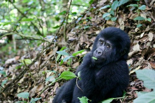 gorilla trekking Uganda rainforest hiking trail