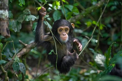 Complete Guide to Gorilla Trekking in Uganda