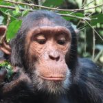 Bigodi Walks & Chimpanzee Tracking