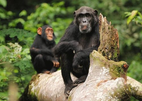 chimpanzee trekking Uganda in Kibale National Park