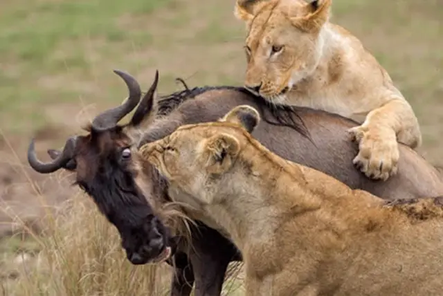 7 Days Best Kenya Wildlife Safari
