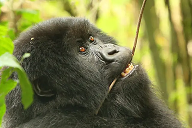 Is Uganda Safe for Tourists