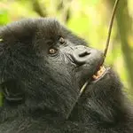 8 Days Luxury Uganda Gorilla Trekking