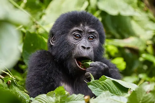 9 Days With Gorilla