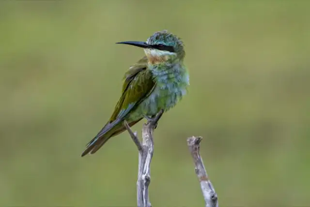 Birding in Uganda
