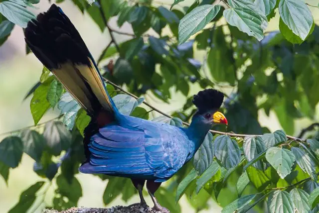 Birding in Uganda