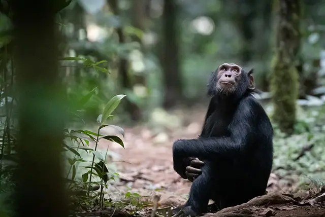 Chimpanzee Trekking