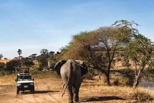 Kenya vs Tanzania safari comparison with lion, elephant and wildebeest across East African savanna