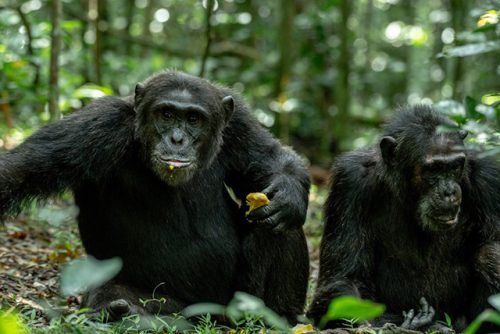 chimpanzee trekking Uganda in Kibale Forest with a ranger and rainforest canopy