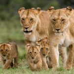 National parks in Uganda