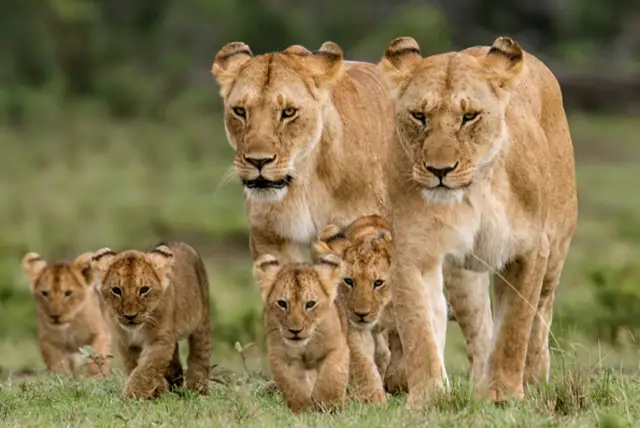 National parks in Uganda