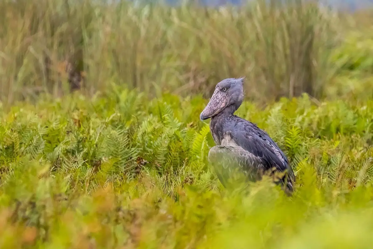 birding-Uganda-safari-_3