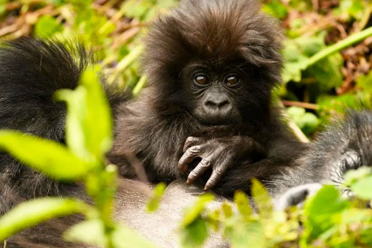 bwindi-impenetrable-forest-national-park