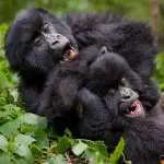 happy-gorillas-750x450