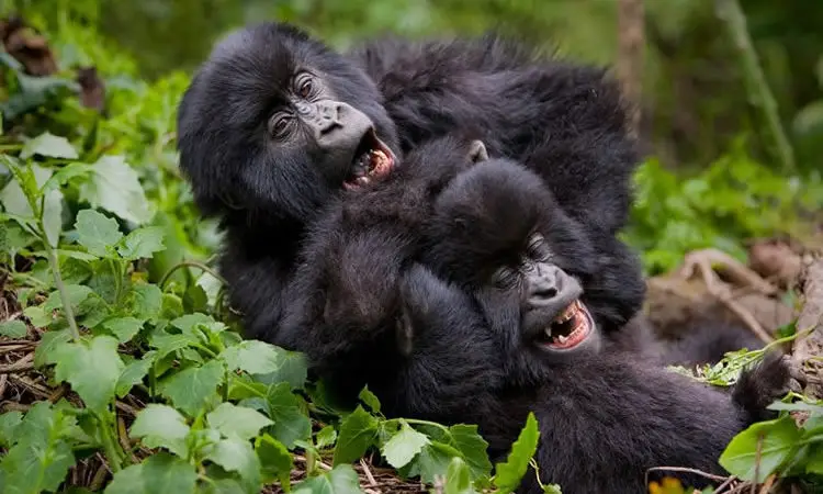 happy-gorillas-750x450
