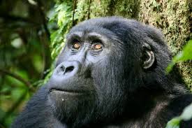 gorilla trekking in Bwindi Impenetrable National Park