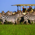 Kibale National Park rainforest in western Uganda