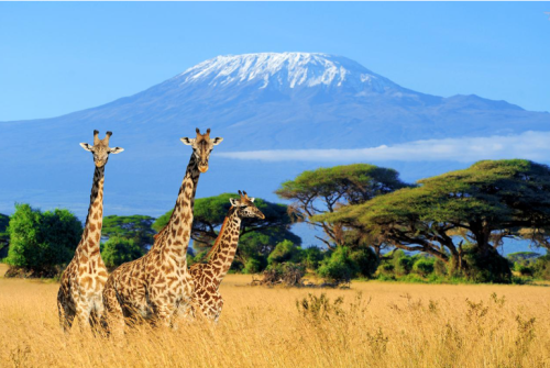 Uganda safari packages cost wildlife safari itinerary