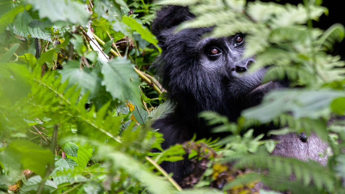Mountain gorilla trekking in Bwindi Uganda