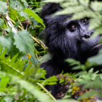 Mountain gorilla trekking in Bwindi Uganda