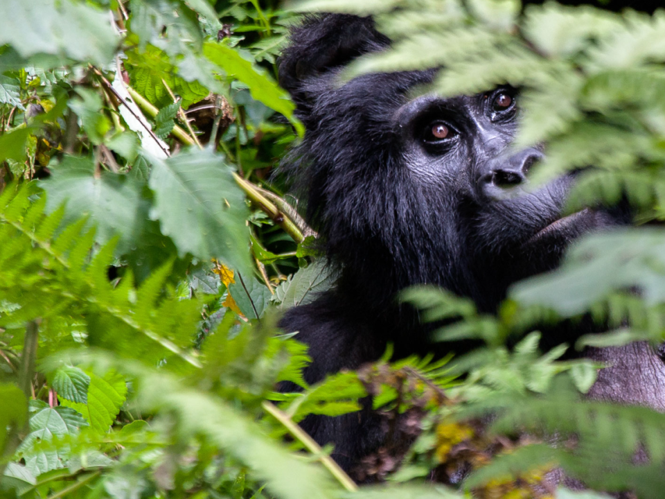 Mountain gorilla trekking in Bwindi Uganda