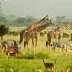 luxury safari lodges Uganda overlooking Kidepo Valley National Park