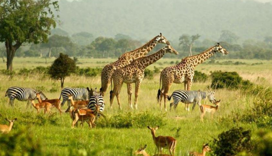 luxury safari lodges Uganda overlooking Kidepo Valley National Park