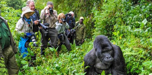 Bwindi gorilla permit and gorilla trekking safari Uganda
