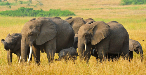 Tanzania safari cost comparison with safari lodge and tented camp