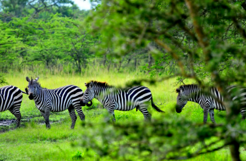 luxury safari lodge in Kidepo Valley Uganda