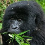 Gorilla trekking in Rwanda during the green season