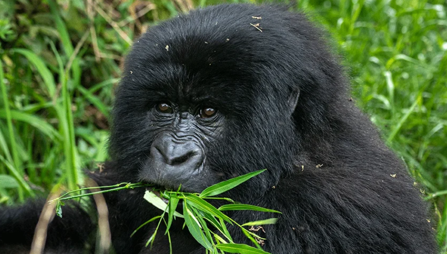 Gorilla trekking in Rwanda during the green season