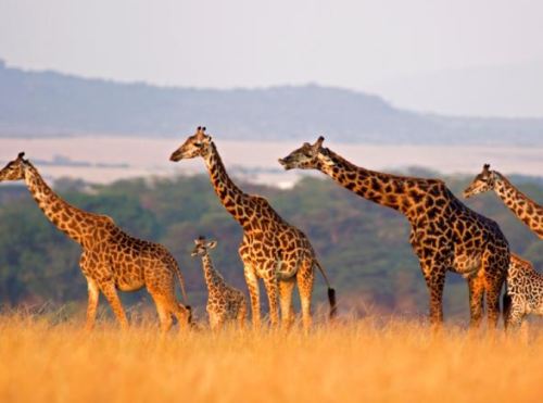 Serengeti Kenya Uganda safari landscapes