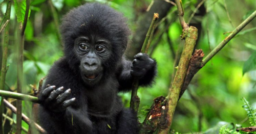 Uganda gorilla trekking in Bwindi Impenetrable National Park