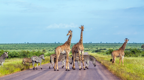 luxury safari lodges Uganda overlooking African wilderness
